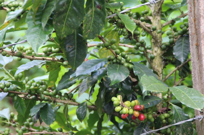 Coffee beans on a plant in Columbia