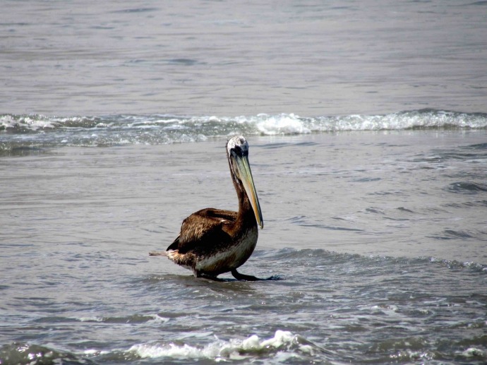 A pelican in the bay (Photo and caption credit: Sue's blog)