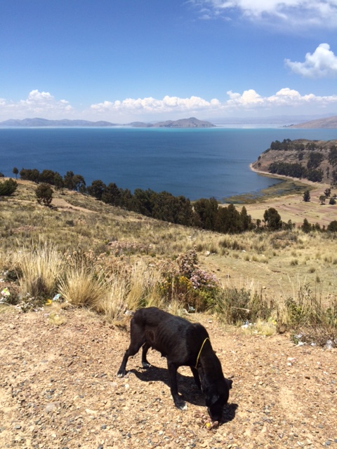 Hungry dog at lunch with view of Lake Titicaca in the background